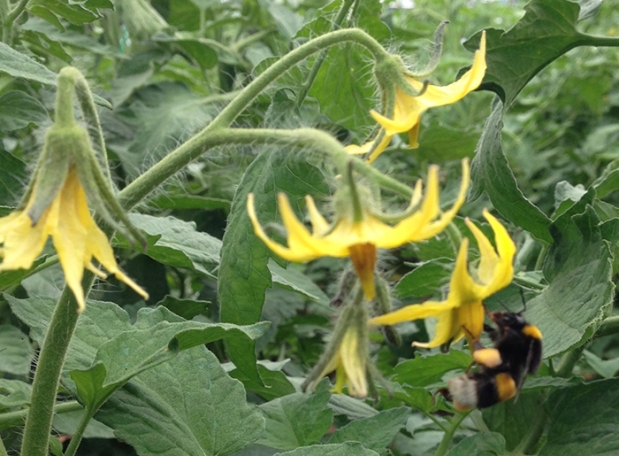 Bee on tomato flower-crop-landscape